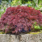 10 INABA SHIDARE MAPLE Weeping Red Laceleaf Japanese Acer Palmatum Dissectum Tree Seeds