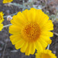 500 Yellow DESERT MARIGOLD Baileya Multiradiata Showy Drought Paper Daisy Flower Herb Seeds