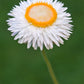 100 WHITE DOUBLE STRAWFLOWER Helichrysum Monstrosum Xerochrysum Bracteatum Flower Seeds