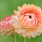 100 APRICOT & PEACH STRAWFLOWER Organic Mix Coral Paper Daisy Helichrysum Xerochrysum Bracteatum Flower Seeds