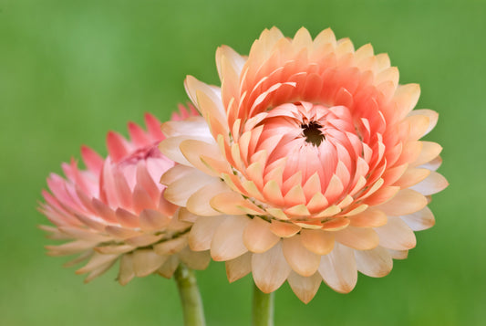 100 APRICOT & PEACH STRAWFLOWER Organic Mix Coral Paper Daisy Helichrysum Xerochrysum Bracteatum Flower Seeds
