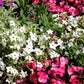 100 Organic WHITE NICOTIANA Flowering TOBACCO Nicotiana Alata Seeds