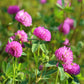 1500 RED CLOVER Monarchs Trifolium Pratense Rose Mauve Flower Ground Cover Seeds