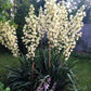 100 YUCCA (Soapweed / Soapwell / Beargrass / Great Plains Yucca) Yucca Glauca Flower Seeds
