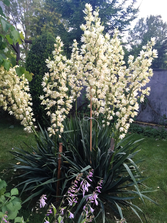 100 YUCCA (Soapweed / Soapwell / Beargrass / Great Plains Yucca) Yucca Glauca Flower Seeds