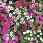 100 WEE Willie Dwarf SWEET WILLIAM Mixed Colors Dianthus Barbatus Flower Seeds