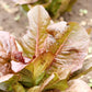 3000 CIMMARON Red ROMAINE LETTUCE Lactuca Sativa Vegetable Seeds