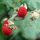 50 THIMBLEBERRY Rubus Parviflorus Edible Red Berry Fruit Native White Flower Sun or Shade Shrub Seeds