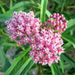 100 PINK MILKWEED Common Asclepias Syriaca Monarch Flower Seeds