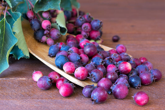 20 SASKATOON SERVICEBERRY aka Western, Pacific, Juneberry, Shadbush Amelanchier Alnifolia Native Edible Purple Berry Fruit White Flower Shrub Seeds