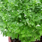 500 DWARF GREEK BASIL Ocimum Basilicum Fragrant Spicy Small Bright Green Leaf Herb Seeds