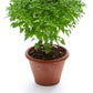 500 DWARF GREEK BASIL Ocimum Basilicum Fragrant Spicy Small Bright Green Leaf Herb Seeds