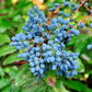 20 OREGON GRAPE Holly Fruit Vine Hollyleaved Barberry Mahonia Aquifolium Seeds