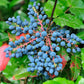 20 OREGON GRAPE Holly Fruit Vine Hollyleaved Barberry Mahonia Aquifolium Seeds