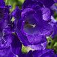 150 Mixed Colors CUP & SAUCER (Canterbury Bells) Campanula Medium Flower Seeds
