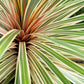 10 Variegated NEW ZEALAND FLAX Phormium Tenax Variegatum Ornamental Grass Flower Seeds