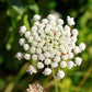 200 BISHOPS FLOWER Ammi Majus False Queen Annes Lace Seeds