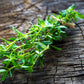 3000 SUMMER SAVORY Satureja Hortensis Herb Purple Flower Seeds