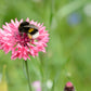 750 Pink BACHELOR'S BUTTON / CORNFLOWER Centaurea Cyanus Flower Seeds