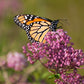 75 RED SWAMP MILKWEED Asclepias Incarnata Flower Seeds