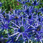 25 BLUE Star SEA HOLLY Eryngium Alpinum Flower Seeds