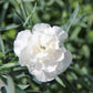 50 WHITE CARNATION Dianthus Caryophyllus Grenadin Flower Seeds
