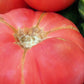 50 Giant BELGIAN PINK TOMATO Huge Pink Skin Lycopersicon Fruit Vegetable Seeds