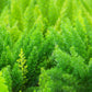 10 EMERALD ASPARAGUS FERN A. Densiflorus Mazeppa Houseplant Flower Seeds