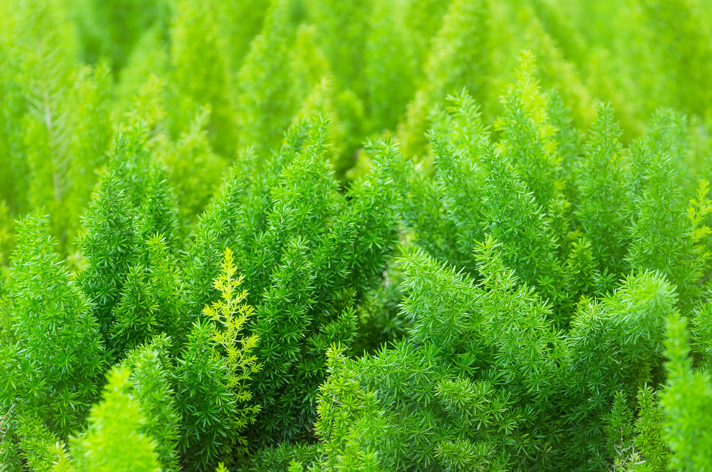 10 EMERALD ASPARAGUS FERN A. Densiflorus Mazeppa Houseplant Flower Seeds