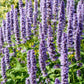 100 ORGANIC Superior LICORICE MINT Agastache Rugosa Korean Tea Herb Purple Flower Seeds