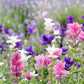 75 TRICOLOR CLARY SAGE Mix Blue Pink White Salvia Viridis Horminum Herb Flower Seeds