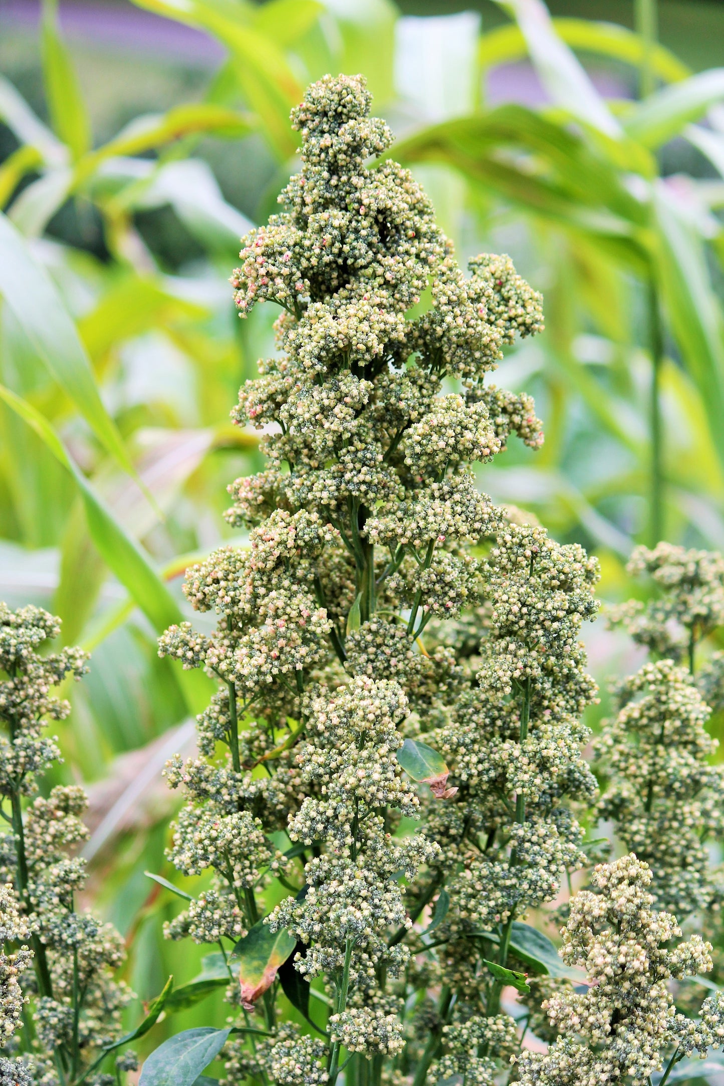 50 Organic MINT VANILLA QUINOA Green & White Chenopodium Vegetable Grain Seeds SuperFood