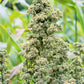100 Organic BRILLIANT RAINBOW QUINOA Mix Mixed Colors Chenopodium Grain Greens Vegetable Seeds