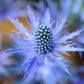 25 BLUE Star SEA HOLLY Eryngium Alpinum Flower Seeds