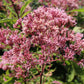 50 Pink JOE PYE WEED Eupatorium Maculatum Flower Seeds