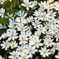 10 White BLOODROOT Sanguinaria Canadensis Shade Ground Cover Flower Seeds