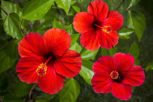 10 Luna RED HARDY HIBISCUS Hibiscus Moscheutos Balhibred Flower Seeds