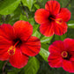 25 MIXED LUNA HIBISCUS Moscheutos Hardy Mixed Colors - Red, Hot Pink, Pink & White Swirl, and White Flower Seeds