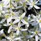 20 SWEET AUTUMN CLEMATIS Paniculata Fragrant White Flower Vine Seeds
