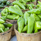 300 ANAHEIM CHILI PEPPER (New Mexico Chili Pepper) Capsicum Annuum Vegetable Seeds