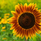 100 AUTUMN BEAUTY SUNFLOWER Helianthus Annuus Flower Seeds