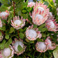 5 Giant KING PROTEA Cynaroides Sugarbush Rare 12" Flower Seeds