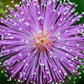 100 MIMOSA Pudica / SENSITIVE PLANT / Touch Me Not Flower Seeds