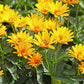 20 JERUSALEM ARTICHOKE Sunchoke Sunroot Helianthus Tuberosus Yellow Sunflower Root Vegetable Seeds