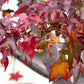 50 AMERICAN SWEETGUM Liquidambar Styraciflua Storax Alligator Sweet Gum Tree Seeds - Great Fall Color! Red Yellow Orange Purple