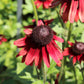 20 CHERRY BRANDY RUDBECKIA Hirta Bicolor Red Black Eyed Susan Flower Seeds