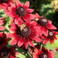 20 CHERRY BRANDY RUDBECKIA Hirta Bicolor Red Black Eyed Susan Flower Seeds