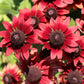20 CHERRY BRANDY RUDBECKIA Hirta Bicolor Red Black Eyed Susan Flower Seeds