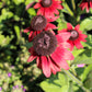 20 CHERRY BRANDY RUDBECKIA Hirta Bicolor Red Black Eyed Susan Flower Seeds