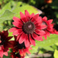 20 CHERRY BRANDY RUDBECKIA Hirta Bicolor Red Black Eyed Susan Flower Seeds